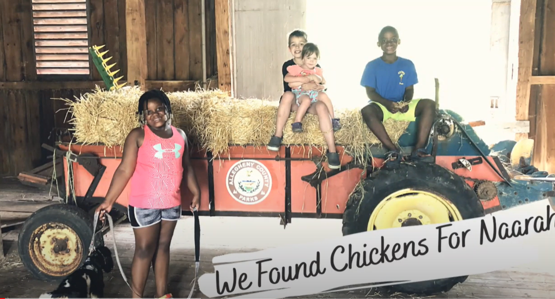 We Found Chickens for Naarah